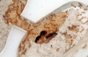 Solenopsis fugax
