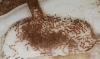 Solenopsis Fugax