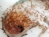 Solenopsis