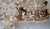 Solenopsis SUN