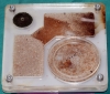 Solenopsis