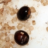 Solenopsis con gaster de Messor