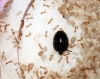 Solenopsis con gaster de Messor