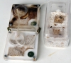Solenopsis en Oto�o