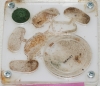 Solenopsis fugax