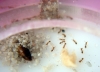 Solenopsis COMET