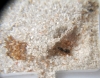 Solenopsis MOON