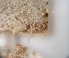 Solenopsis SUN