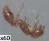 Solenopsis fugax obrera