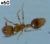 Solenopsis fugax obrera