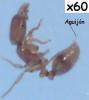 Solenopsis fugax obrera