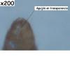 Solenopsis fugax obrera
