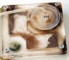 Solenopsis Fugax