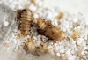 Solenopsis Fugax