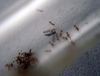 Solenopsis vs Mosquito de tierra