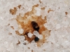 Solenopsis fugax