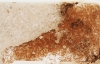 Solenopsis Fugax