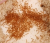 Solenopsis comiendo miel
