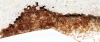 Solenopsis Fugax