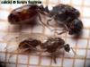solenopsis fugax