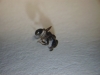 Goniomma sp.