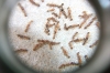 Vuelo tetramorium semialeve