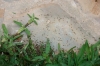 Vuelo tetramorium semialeve