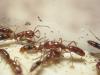 anochetus comiendo