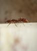 anochetus comiendo