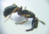 Ponerinae "gallega"