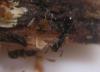 Hypoponera eduardi