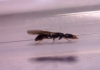 Hypoponera punctatissima
