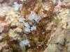 Colonia temnothorax sp.