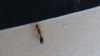 desconocida