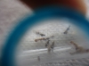 Temnothorax sp.