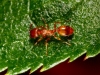 obrera de temno en rosal