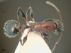 T. risii