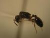 De La Suara. T. specularis??