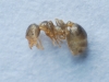 Aphaenogaster Dulcineae SC002/002