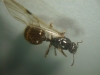 Reina de Aphaenogaster dulcinae