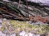 Formica pratensis