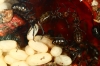 detalle