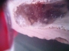 5_messor_camara_real