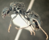 Messor hesperius