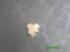 Experimento de Messor 2