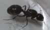 desconocida