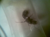 Messor Barbarus capturada 02-10-2011