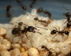 Messor sp