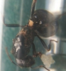 Messor