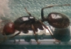 Messor barbarus2
